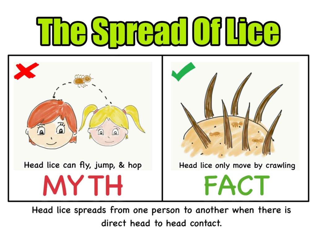 How Are Lice Spread?