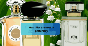How lilies are used in perfumery
