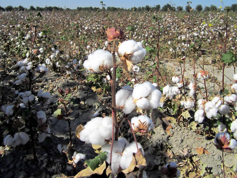 Cotton Harvesting Seasons: A Year in the Life of a Cotton Farmer